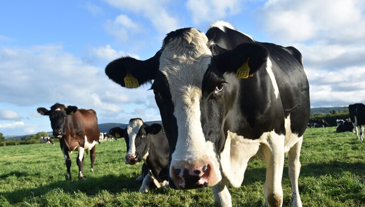 cow-3168858_1920.jpg